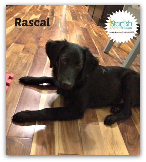 Rascal