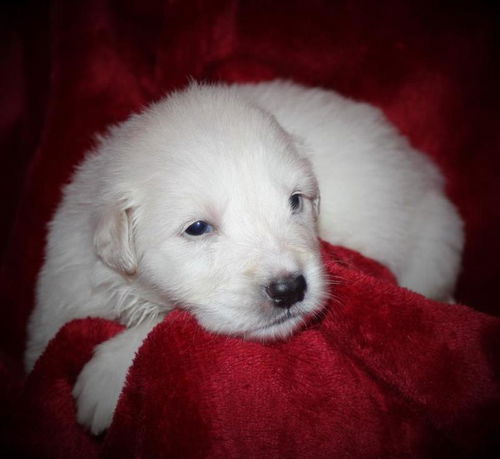 Enzo