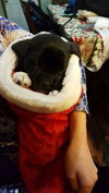 Zuzu
