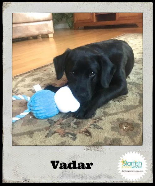 Vadar