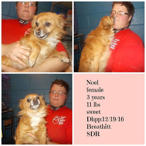 Noel