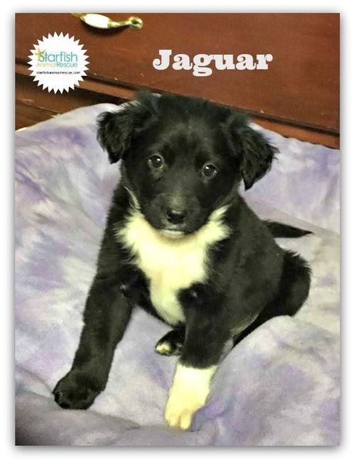 Jaguar