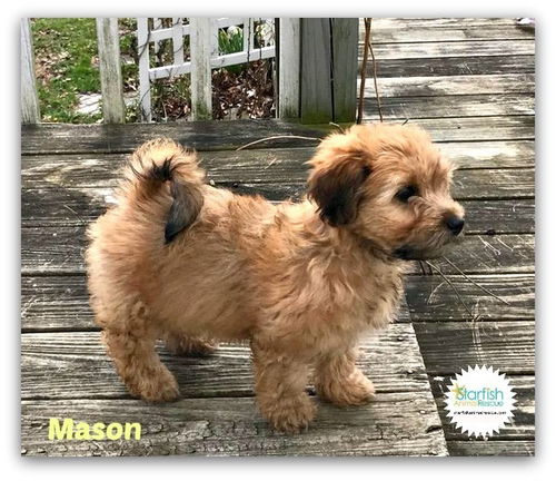 Mason