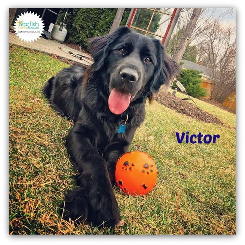 Victor