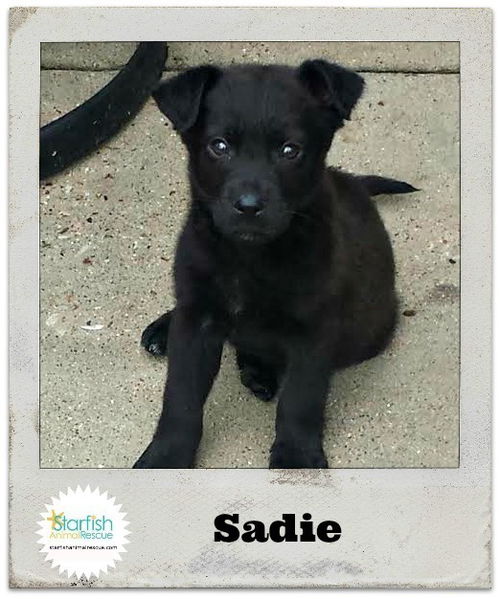 Sadie