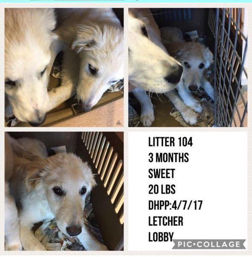 Zoe - foster to adopt