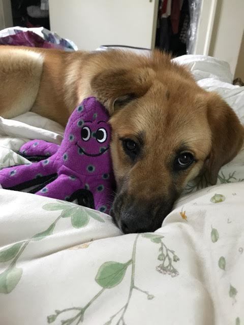 Zoey