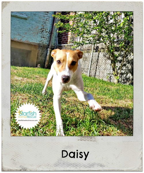 Daisy