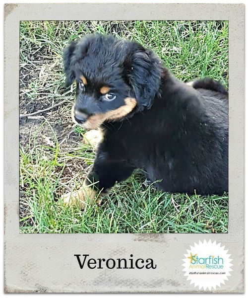 Veronica