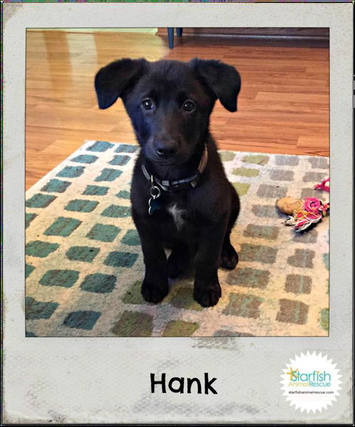 Hank