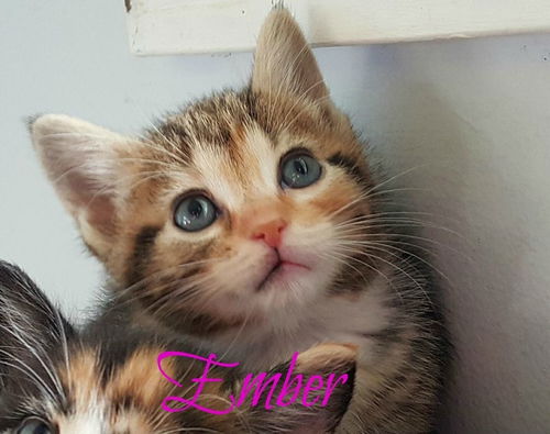 Ember