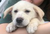 Sadie