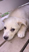 Sadie