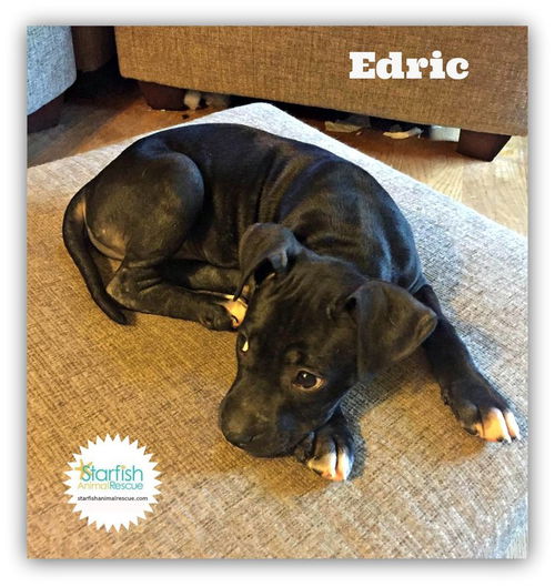 Edric