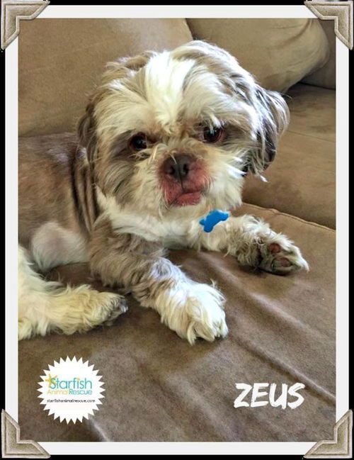 Zeus