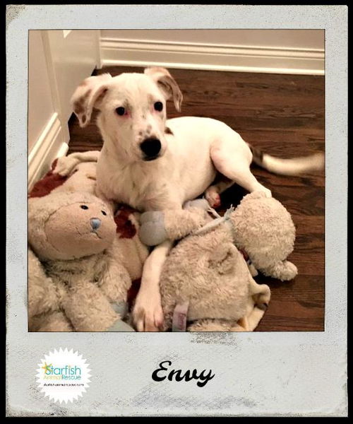 Envy