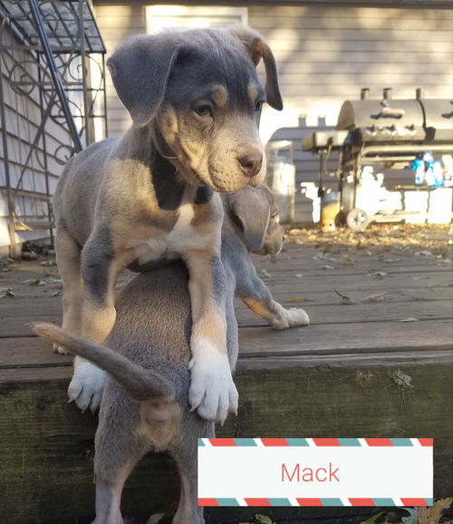 Mack