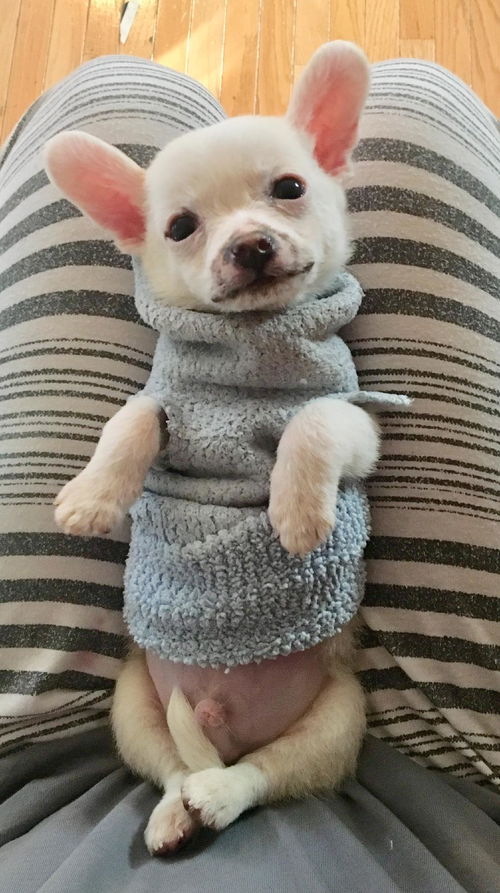 Oscar
