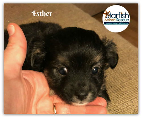Esther