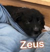 Zeus