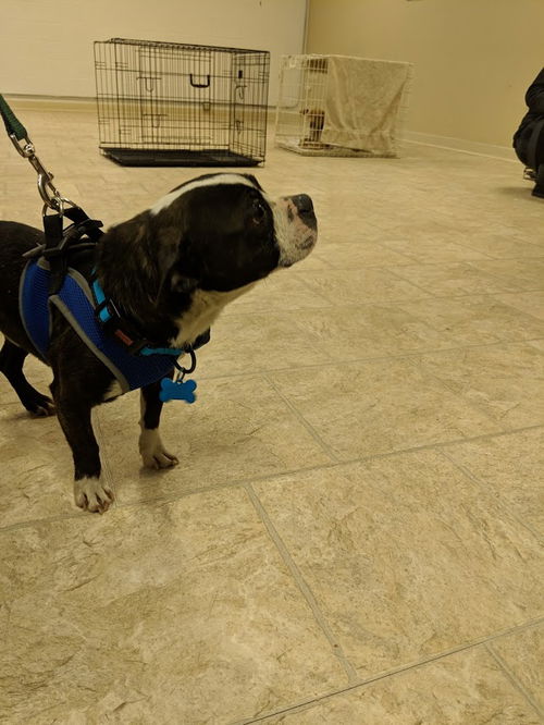 Elvis