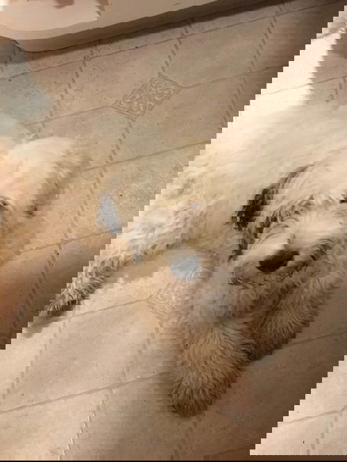 Albert