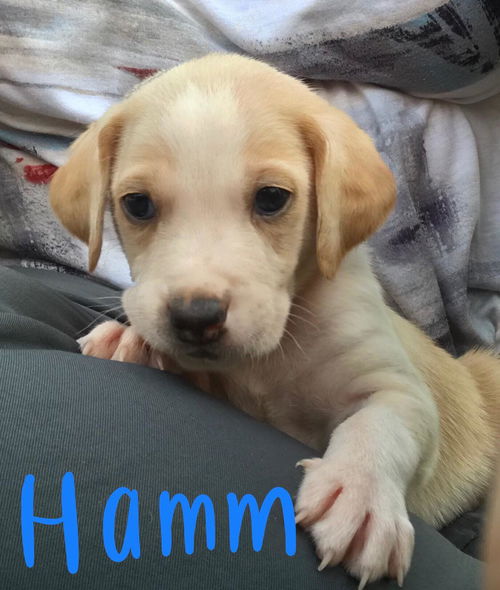 Hamm