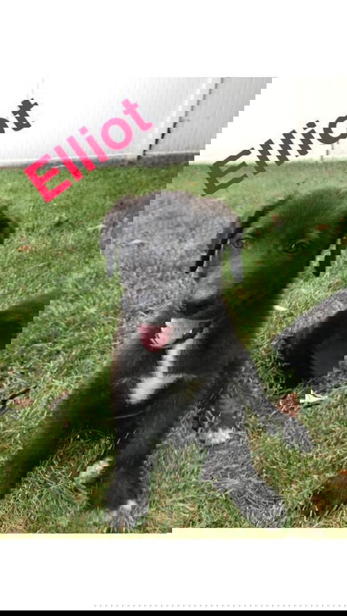 Elliot