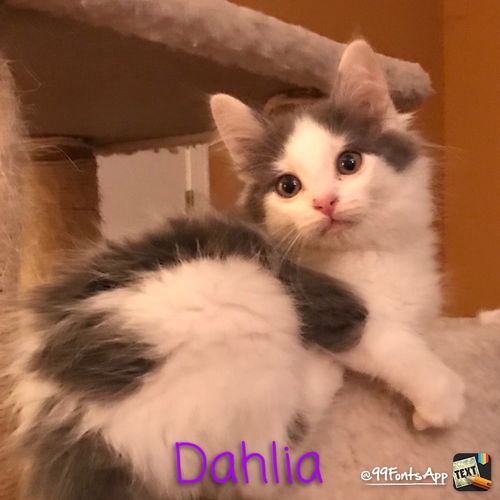 Dahlia