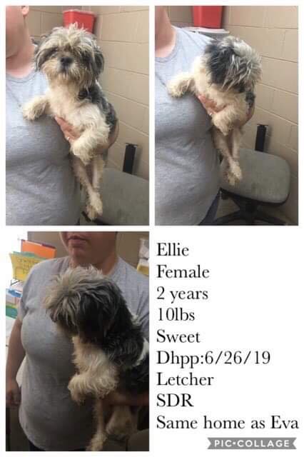 Ella/Ellie