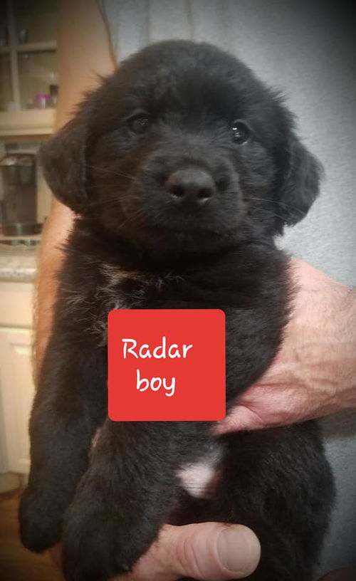 Radar