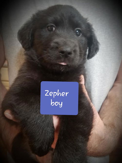 Zepher