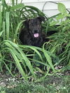 Zoey