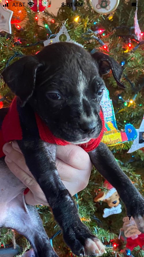 Nova