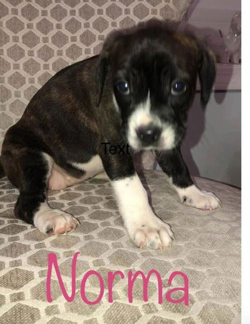 Norma