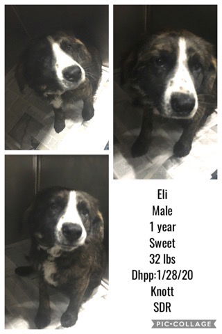 Eli