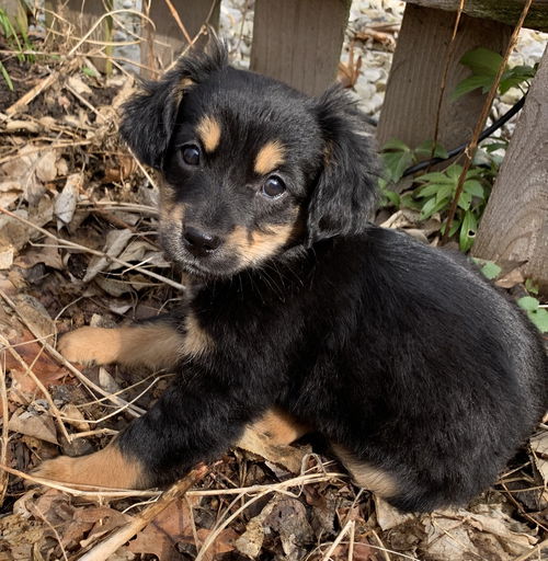Leila