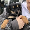 Leila