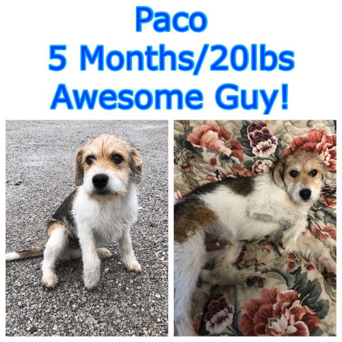 Paco