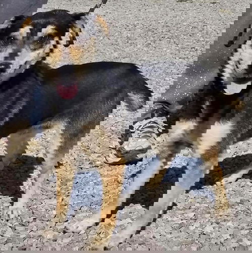 Zoomer