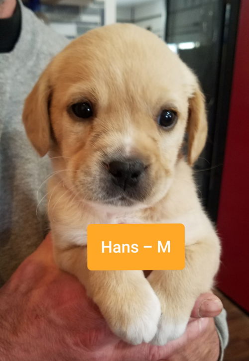 Hans