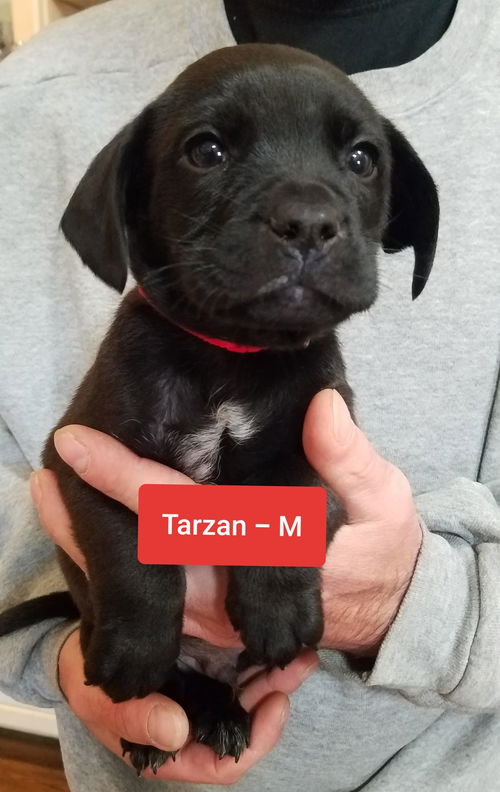 Tarzan