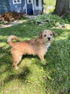 Rascal