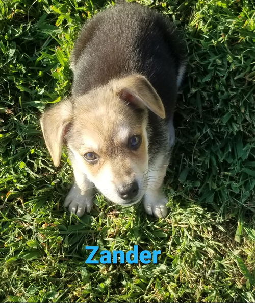 Zander