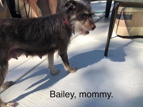 Bailey