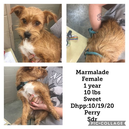 Marmalade