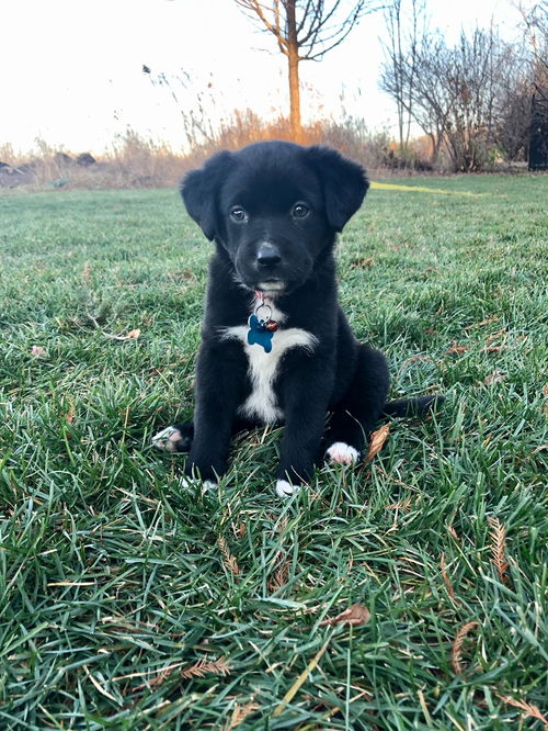 Zuzu