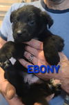 Ebony