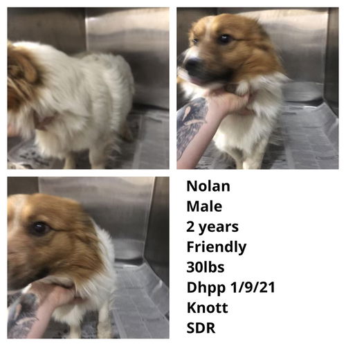 Nolan