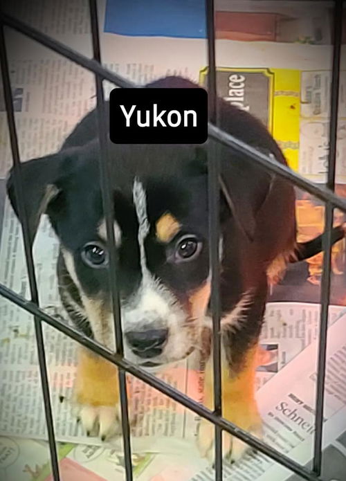 Yukon